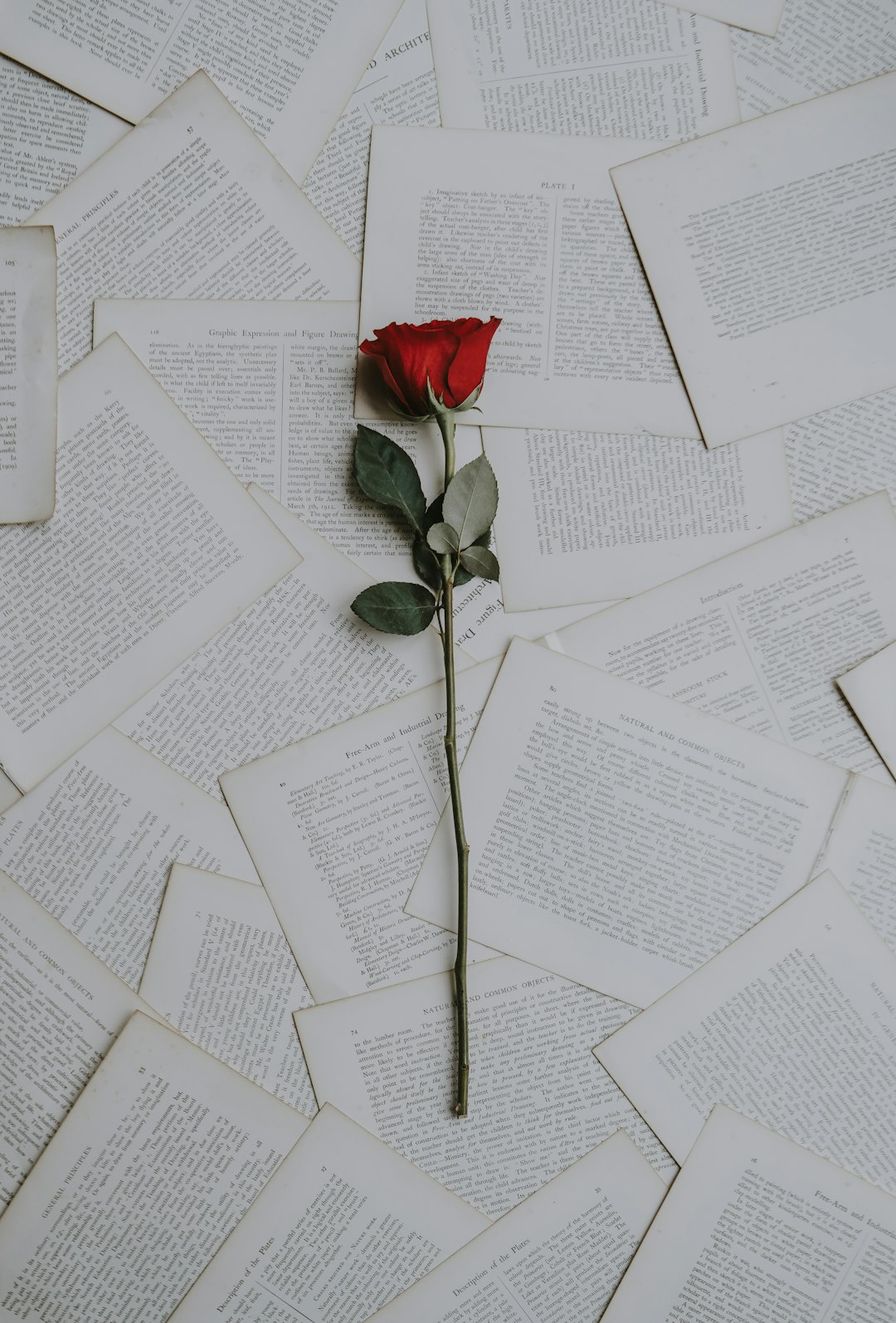 Photo by Annie Spratt red rose on book sheets